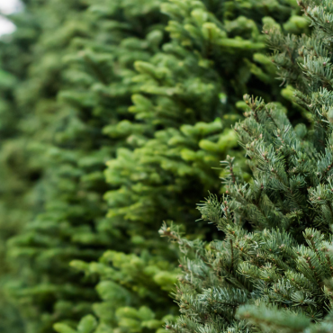 De echte kerstbomen zijn binnen!