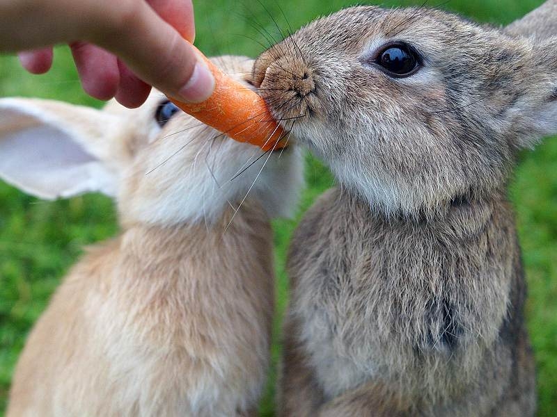 Matron Gorgelen Annoteren 8 richtlijnen voor een blij konijn - Huis- en tuincenter Rijmenants