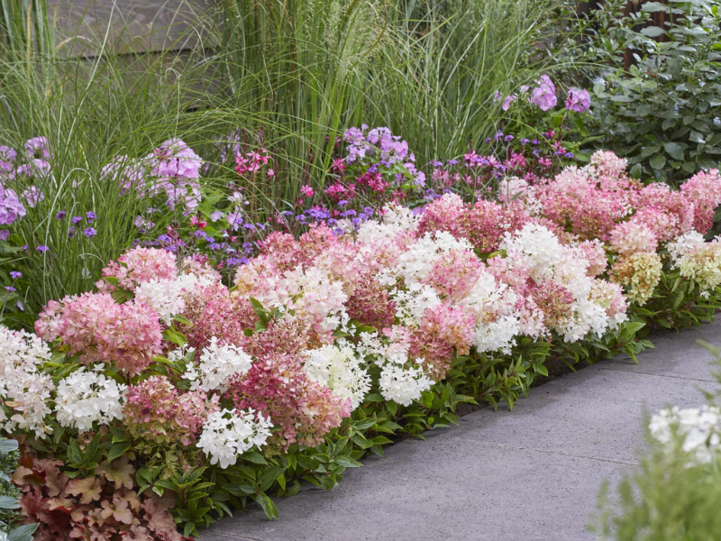 Bodembedekkende hortensia: verzorging