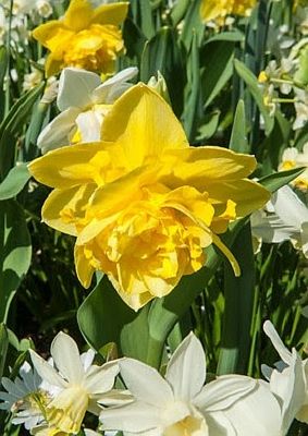 Verlammen Vloeibaar stortbui De bloembol van het jaar: dubbele narcis - Huis- en tuincenter Rijmenants