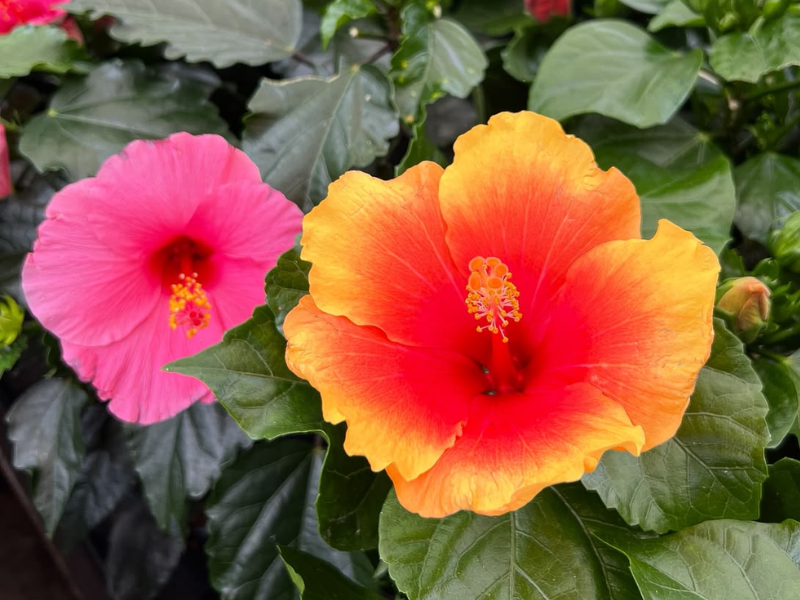 Hibiscus XXL: de blikvanger van elke zomertuin
