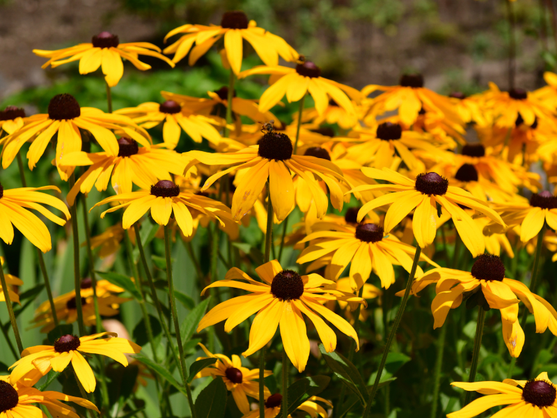 Rudbeckia: soorten en verzorging