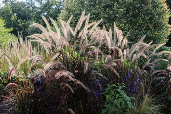 Top 5 siergrassen die je nu kunt planten