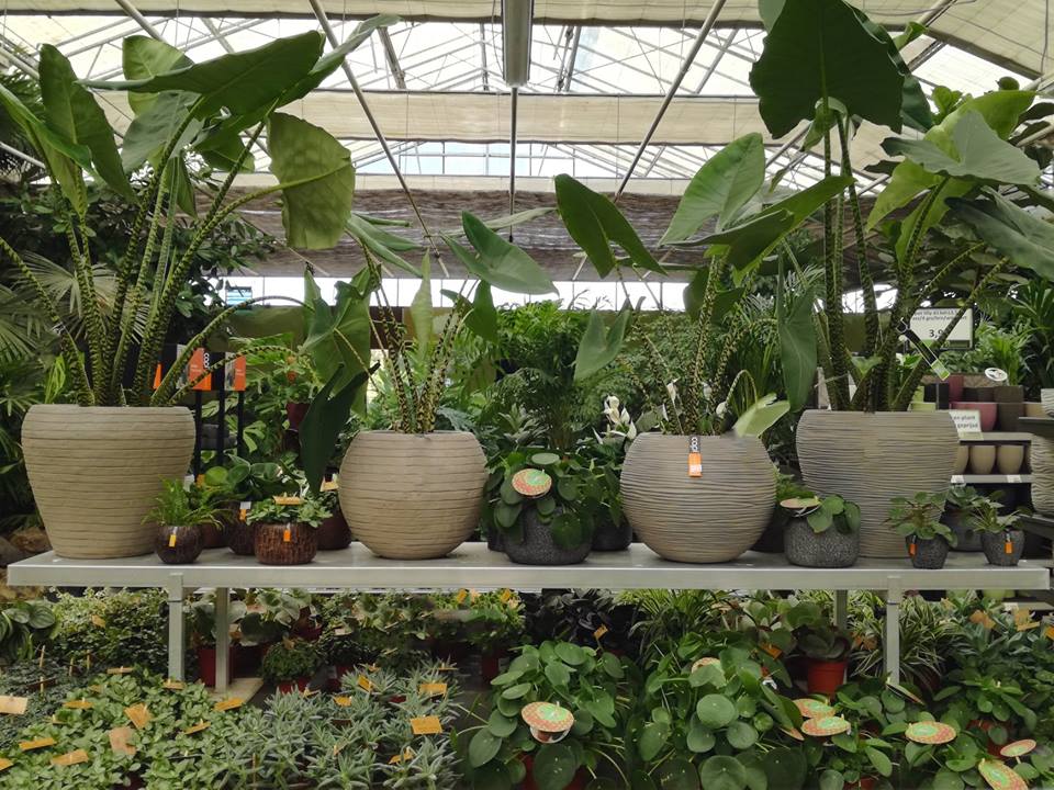 een beetje wet Roeispaan Planten kopen in Antwerpen? - Huis- en tuincenter Rijmenants